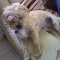 IMG_20110514_145944_rufus